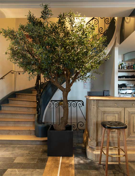 Arbre méditerranéen pour son espace de travail