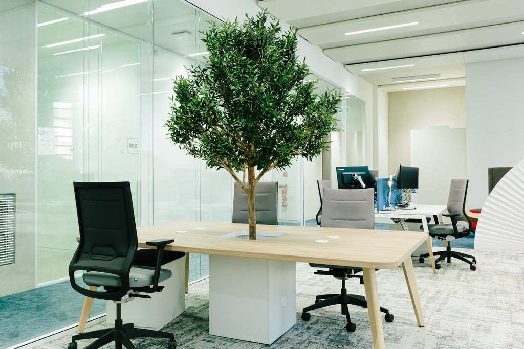 Arbre méditerranéen pour son espace de travail