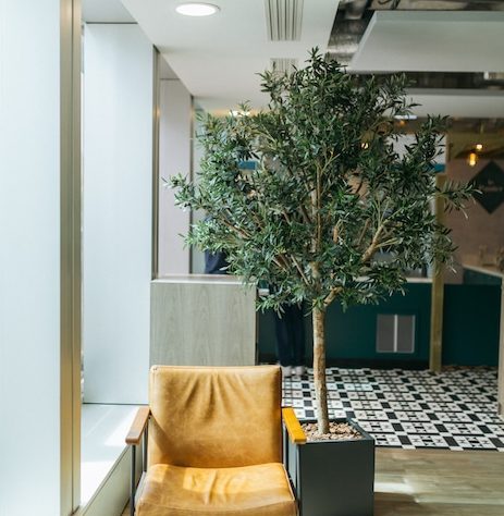 Arbre méditerranéen pour son espace de travail