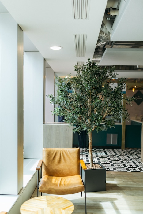 Arbre méditerranéen pour son espace de travail