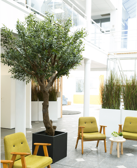 Arbre méditerranéen pour son espace de travail