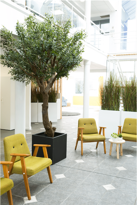 Arbre méditerranéen pour son espace de travail